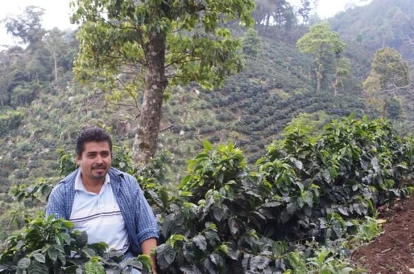 ホンジュラス ミラ・フローレス農園 パカス ウォッシュド