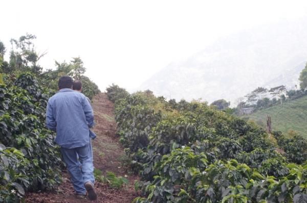 ホンジュラス ミラ・フローレス農園 パカス ウォッシュド