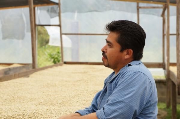 ホンジュラス ミラ・フローレス農園 パカス ウォッシュド