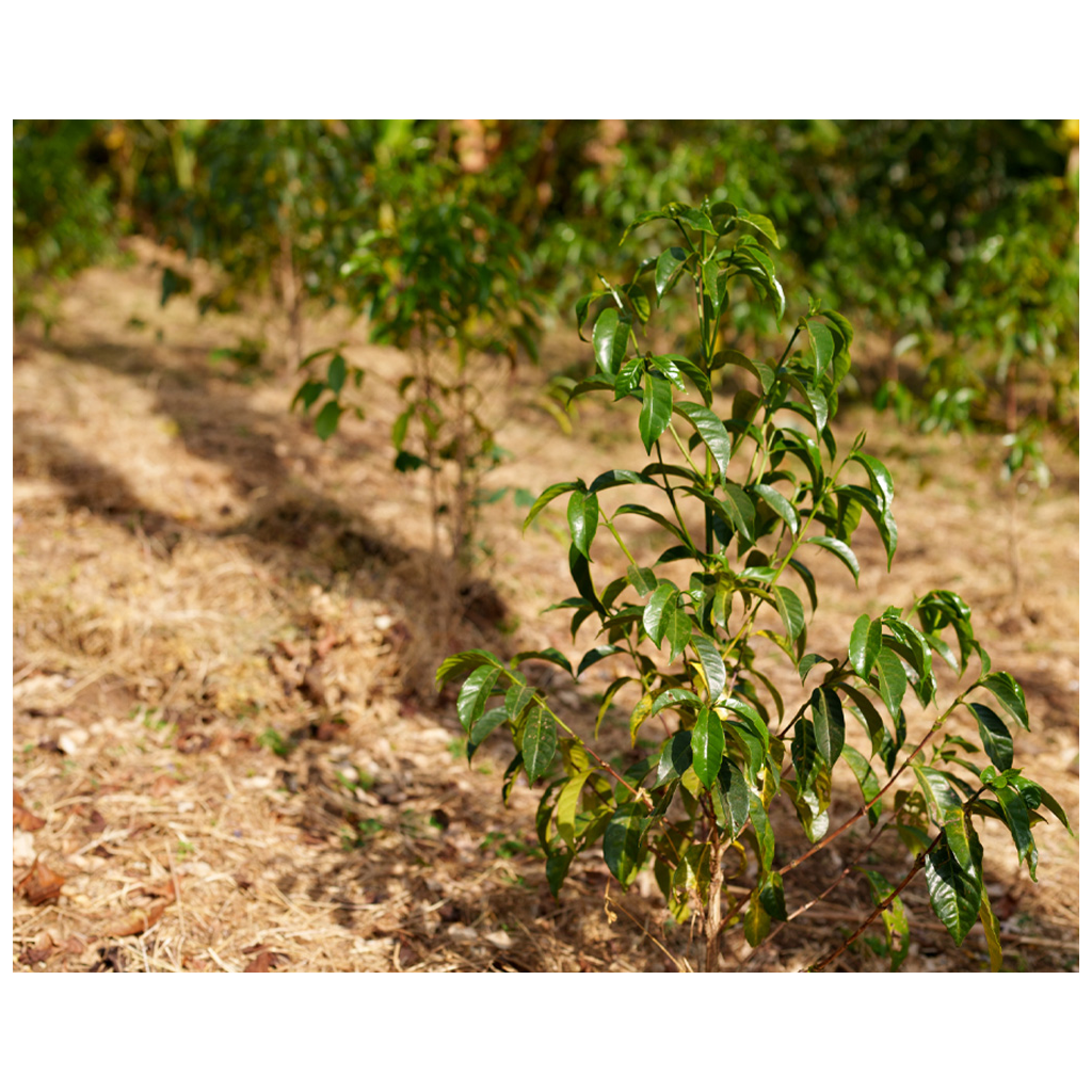 エチオピア　イルガチェフェG-1　ハル・スケ ナチュラル